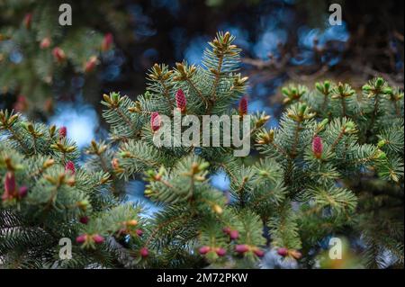 Spruce blossom. Small bright pink color young coniferous flowers or cones growing on fir-tree brushes Stock Photo