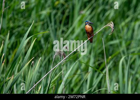 Common kingfisher sitting on a reed, against a green grass background. At Lakenheath Fen nature reserve in Suffolk, UK Stock Photo