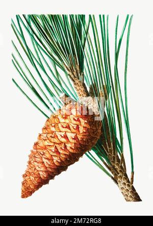 Vintage Maritime pine cone vector Stock Vector