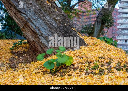 Ginkgo Tree (Ginkgo biloba) from Hiroshima, 2nd generation of the ...