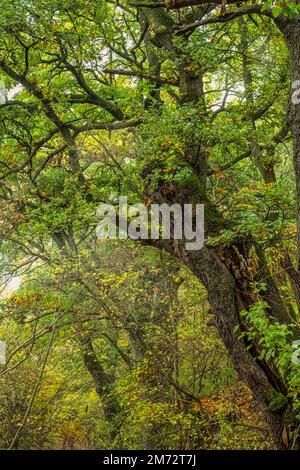 Beech trunks and branches among the green foliage of the trees of the Bosco di Sant'Antonio. Bosco Sant'Antonio, Pescocostanzo, Abruzzo, Italy, Europe Stock Photo