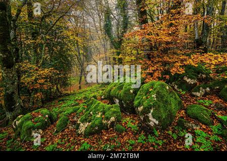 Beech and old maple forest with boulders covered with moss and brown leaves fallen to the ground. Bosco di Sant'Antonio, Pescocostanzo, Abruzzo Stock Photo