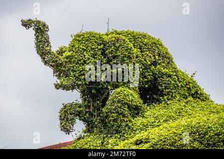 Topiary elephants, Hua Hin , Thailand Stock Photo