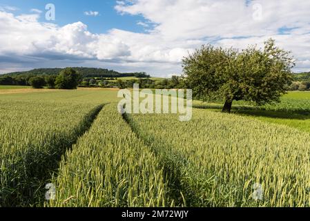 Wheat field in summer, rural scene in Germany Stock Photo