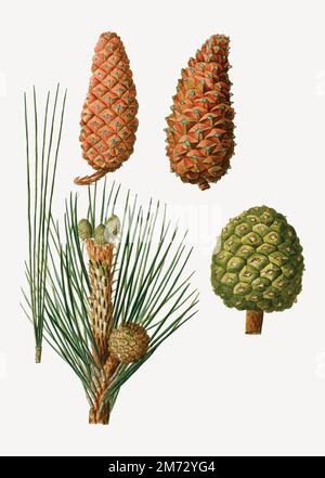 Vintage conifer cones branch plant vector Stock Vector Image & Art - Alamy