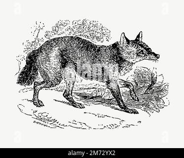 Jackal canine illustration vector Stock Vector