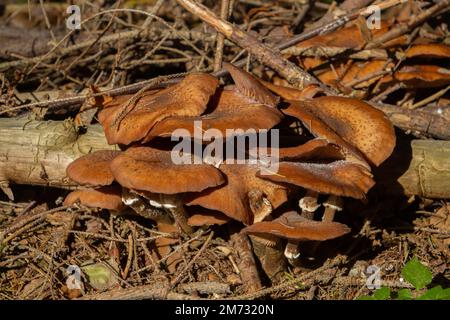 Many honey mushrooms growing between moss, also called Armillaria ostoyae or dunkler hallimasch Stock Photo