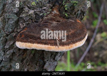 Woody fungi (mushrooms attached to the trunk) Stock Photo