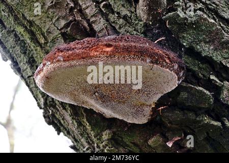 Woody fungi (mushrooms attached to the trunk) Stock Photo