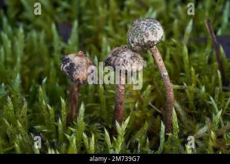 Inedible mushroom Tulostoma brumale in the moss. Known as Winter Stalk-puffball. Group of whitish mushrooms in the xerotherm meadow. Stock Photo