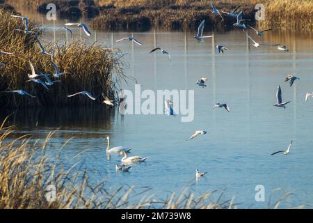 Flying seagulls and swans swimming in the lake Stock Photo