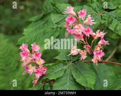 Red Horse Chestnut Tree in Flower ( Aesculus x carnea ) in Spring Stock Photo