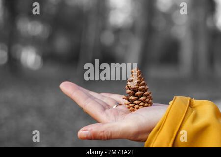 Baby pine cone  in palm on grayscale background Stock Photo