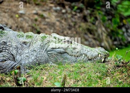 A closeup shot of a big, dangerous crocodile in the zoo in Kolkata, India Stock Photo