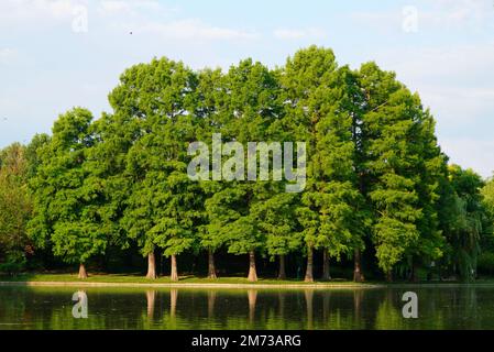 Bald cypress (taxodium distichum) tall trees on lake shore in Titan (IOR) park in Bucharest on a summer sunny morning, reflecting on water Stock Photo