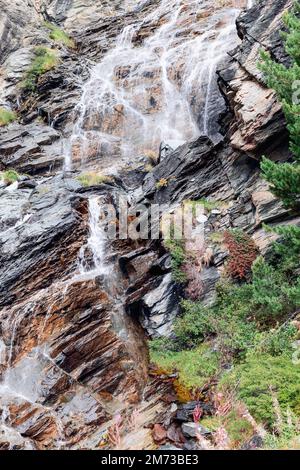 Thin cascades flow down layered brown and grey rock beside green plants and a small conifer in Aosta Valley, Italy, in a vertical view. Stock Photo