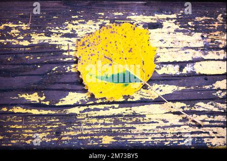 yellow birch leaf on an old painted wooden board, autumn background Stock Photo