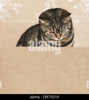 british cat kitten sitting in empty cardboard box and looking for text here Stock Photo