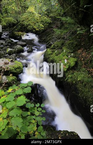 Autumn colours at Aira Beck, Aira Force waterfall, Ullswater, Lake District National Park, Cumbria, England Stock Photo