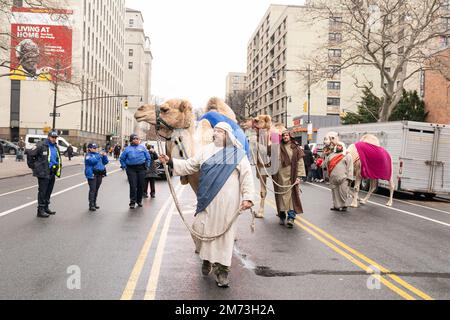 Camels walk during Three Kings celebration and parade on 106th stree in