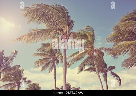 Coconut palm trees against the sky, color toning applied. Stock Photo