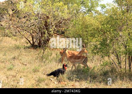 Impala and Southern Ground Hornbill (Bucorvus leadbeateri), Kruger National Park in South Africa Stock Photo