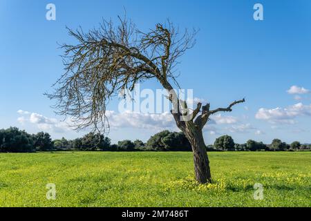 A dried almond tree, Prunus dulcis, in a field of green grass and yellow wildflowers. Island of Mallorca, Spain Stock Photo