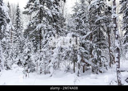 Winter road in a snowy forest, tall trees along the road. Beautiful bright winter landscape. There is a lot of snow on the trees. Winter season concep Stock Photo