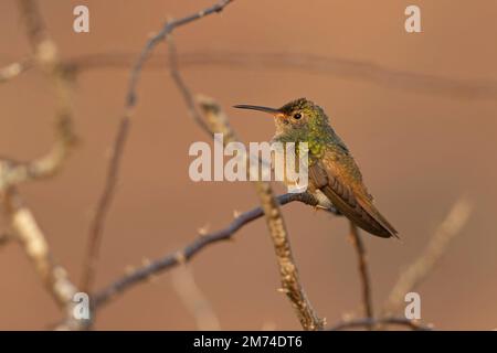 A buff-bellied hummingbird (Amazilia yucatanensis) perched on a branch resting. Stock Photo