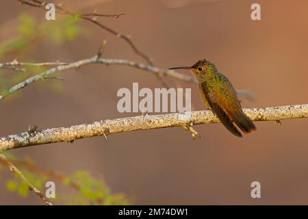 A buff-bellied hummingbird (Amazilia yucatanensis) perched on a branch resting. Stock Photo