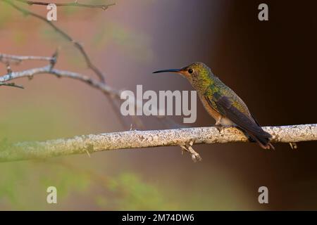 A buff-bellied hummingbird (Amazilia yucatanensis) perched on a branch resting. Stock Photo