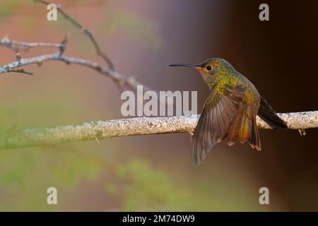 A buff-bellied hummingbird (Amazilia yucatanensis) perched on a branch resting. Stock Photo