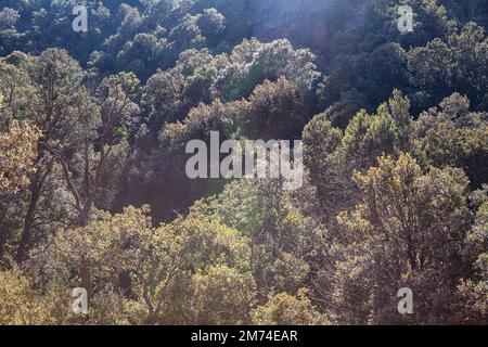 Treetops background . Dense forest view from above Stock Photo