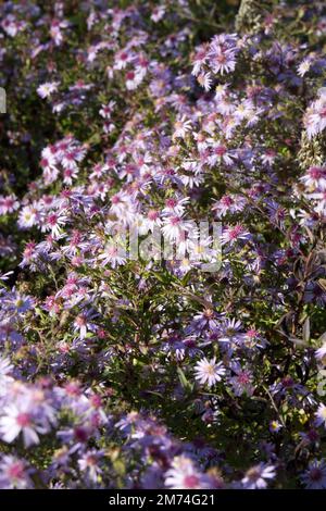 pink autumn flowers of Aster / Michaelmas daisy / Symphyotrichum Coombe Fishacre in UK garden October Stock Photo