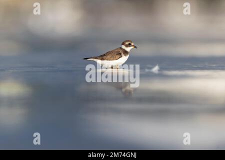 A semipalmated plover (Charadrius semipalmatus) foraging on a beach at sunset. Stock Photo