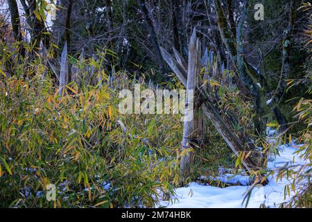 Sharpened wooden stakes form defensive line in winter forest Stock Photo