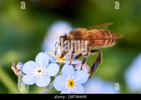 Macro shot of honey bee drinking nectar from blue Myosotis 'Forget me not' flowers on green blurred background. Stock Photo