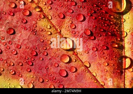 Brightly colored leaf in autumn with water drops Stock Photo