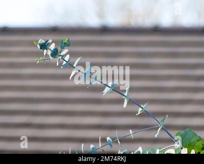 Eucalyptus tree branch with young rounded leaves, Lincolnshire 2022 Stock Photo