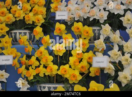Yellow and orange Large-Cupped daffodils (Narcissus) Sportsman on an exhibition in May Stock Photo