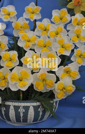 White and yellow split-cupped Collar daffodils (Narcissus) Trilune on an exhibition in May Stock Photo