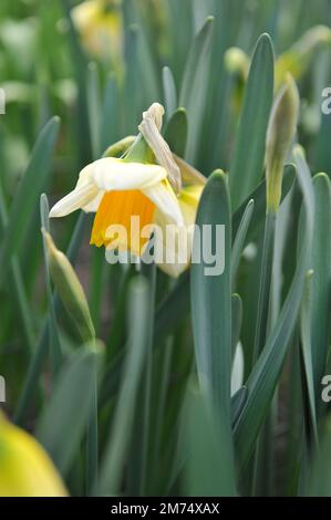 White and yellow Trumpet daffodils (Narcissus) Tropical Sunset bloom in a garden in April Stock Photo