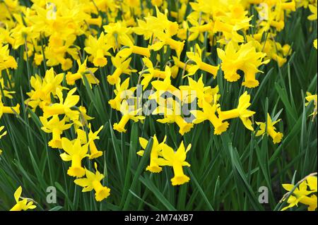 Yellow Cyclamineus daffodils (Narcissus) Tweety Bird bloom in a garden in April Stock Photo