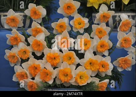 A bouquet of white and orange Large-Cupped daffodils (Narcissus) Virginia Sunrise on an exhibition in May Stock Photo