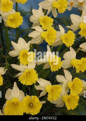 White and yellow Cyclamineus daffodils (Narcissus) Wisley on an exhibition in May Stock Photo