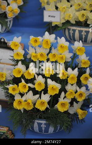 White and yellow Cyclamineus daffodils (Narcissus) Wisley on an exhibition in May Stock Photo