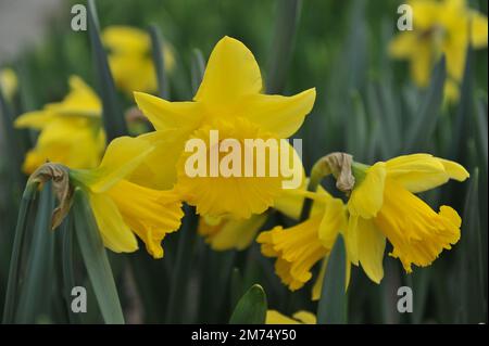 Yellow Trumpet daffodils (Narcissus) Youth bloom in a garden in April Stock Photo