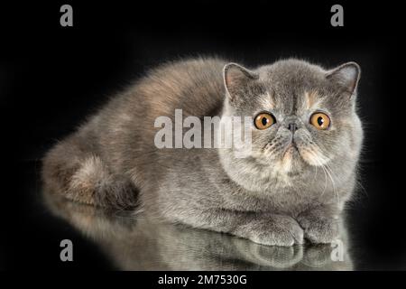 A beautiful exotic shorthair cat plays on a dark studio background with a reflection. Color gray tortoiseshell Stock Photo