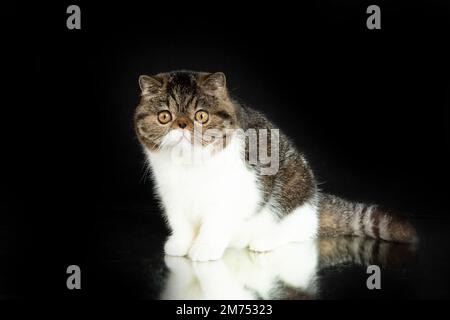 A beautiful exotic shorthair cat plays on a dark studio background with a reflection. Color black striped with white Stock Photo