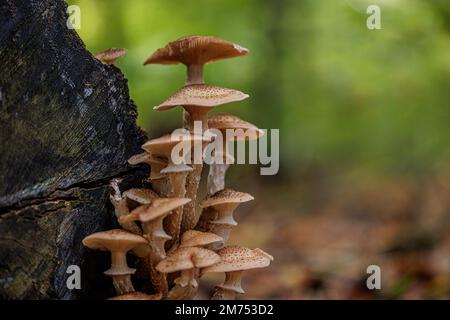 A closeup of the brown Armillaria ostoyae mushrooms with dots grown up on the wood on a blurry background Stock Photo